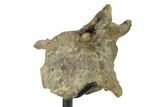 Ankylosaur (Denversaurus) Caudal Vertebra - Montana #132009-4